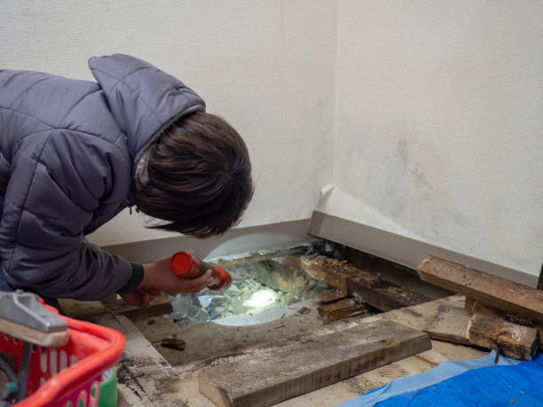 Best Real Estate Mold Inspection  in Torrington, CT