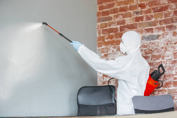  Torrington, CT Mold Removal Pros