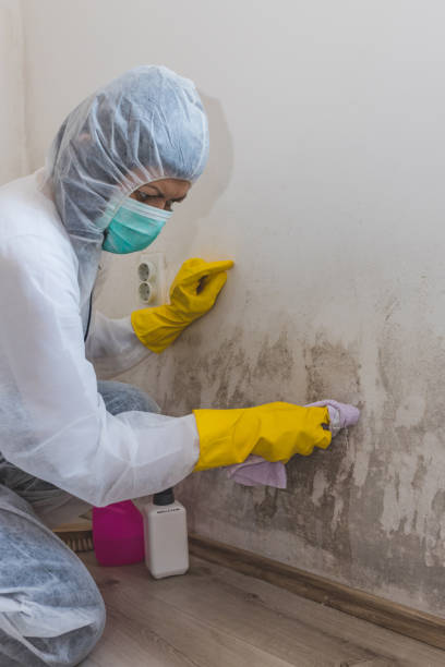 Best Mold-Related Health Consultation  in Torrington, CT