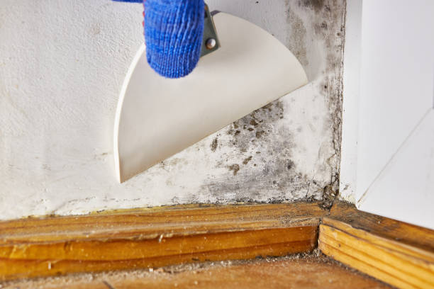 Best Mold Removal for HVAC Installations  in Torrington, CT