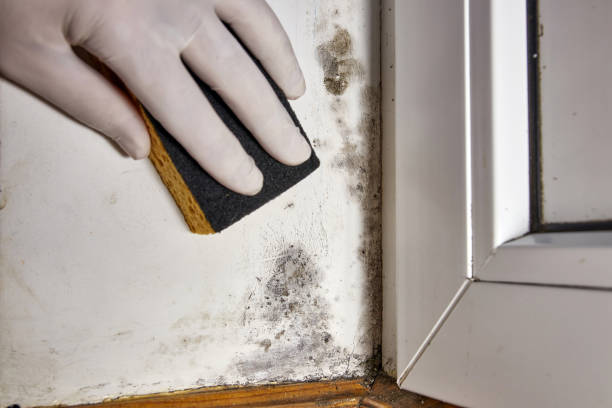 Best HVAC Mold Inspection and Cleaning  in Torrington, CT