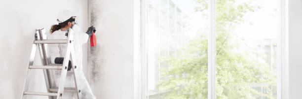 Best Mold Removal for HVAC Installations  in Torrington, CT